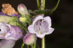 Longsepal beardtongue